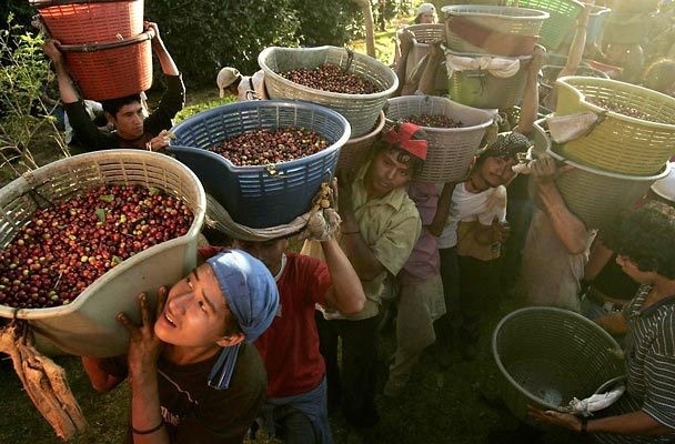 Sepetlerle kahve kirazı taşıyan hasat işçileri